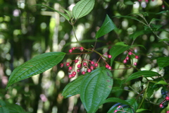 Miconia cornoides