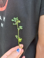 Medicago orbicularis
