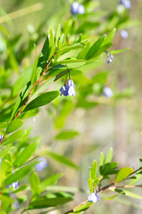 Billardiera heterophylla