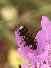 Anthaxia umbellatarum