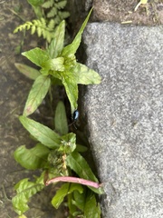 Alticina
