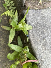 Alticina