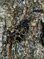 Xylotrechus antilope