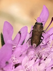 Anthaxia umbellatarum