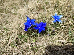 Gentiana verna