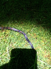 Geophis brachycephalus