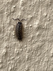 Porcellio spinicornis