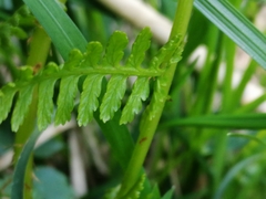 Athyrium filix-femina