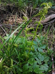 Athyrium filix-femina