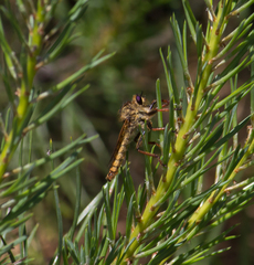 Echthistus rufinervis