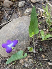 Viola novae-angliae