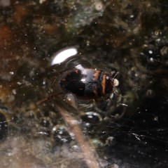 Hygrotus inaequalis