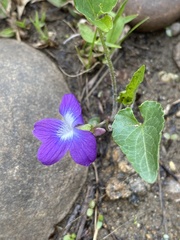 Viola novae-angliae