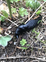 Turcomilax turkestanus