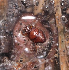 Hygrotus inaequalis