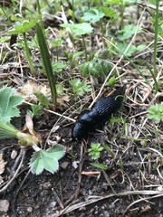 Turcomilax turkestanus