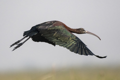 Plegadis falcinellus