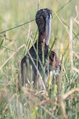 Plegadis falcinellus