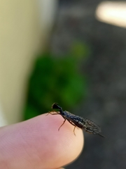 Xanthostigma