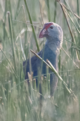 Porphyrio poliocephalus