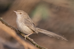 Prinia lepida