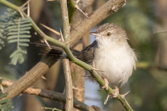 Prinia lepida