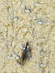 Xanthostigma