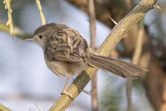 Prinia lepida