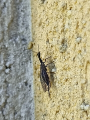 Xanthostigma