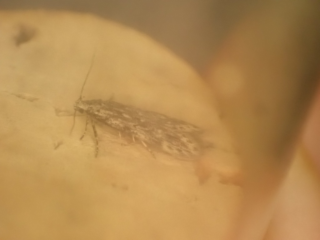 Sallow-leaf Groundling
