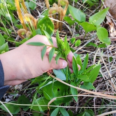 Lathyrus komarovii