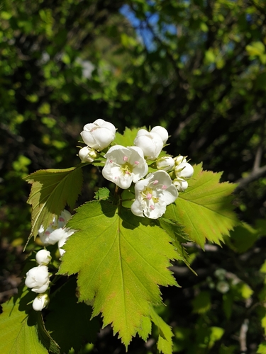Fort Sheridan hawthorn (Crataegus apiomorpha)