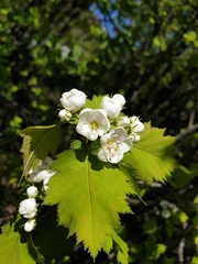 Crataegus fluviatilis
