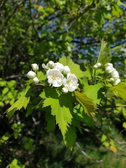 Crataegus fluviatilis