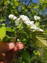 Crataegus fluviatilis