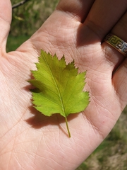Crataegus fluviatilis