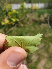 Crataegus fluviatilis