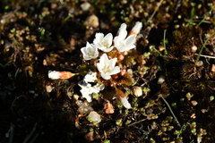 Drosera bulbosa
