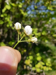 Crataegus fluviatilis