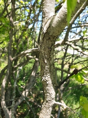 Crataegus fluviatilis