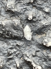 Haplophthalmus danicus