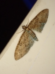 Eupithecia abbreviata