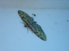 Eupithecia abbreviata