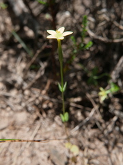 Centaurium maritimum