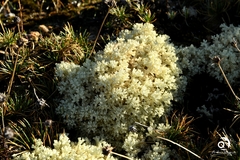 Pulchrocladia ferdinandii