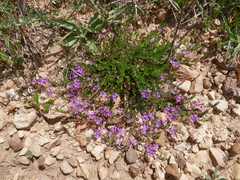 Lythrum tribracteatum