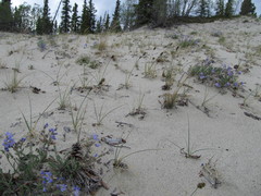 Carex sabulosa