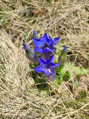 Gentiana acaulis