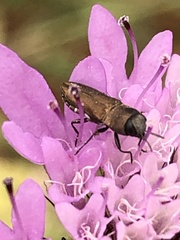 Anthaxia umbellatarum