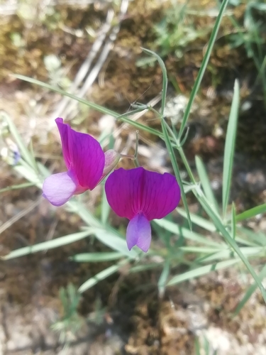 Lathyrus digitatus, photograph 5